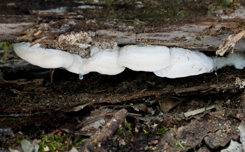 Aurantiporus fissilis